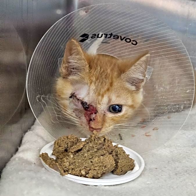 Photo of Cheddar