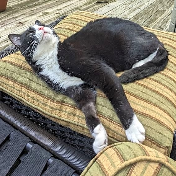 Photo of Midnight