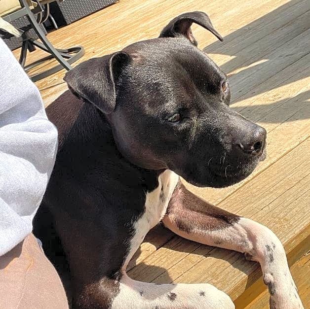 Photo of Bentley