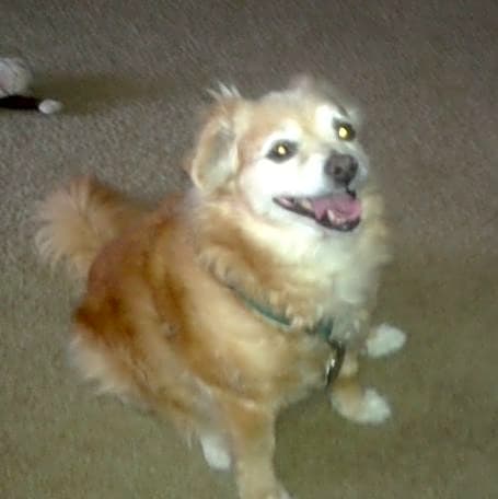 Photo of Toby