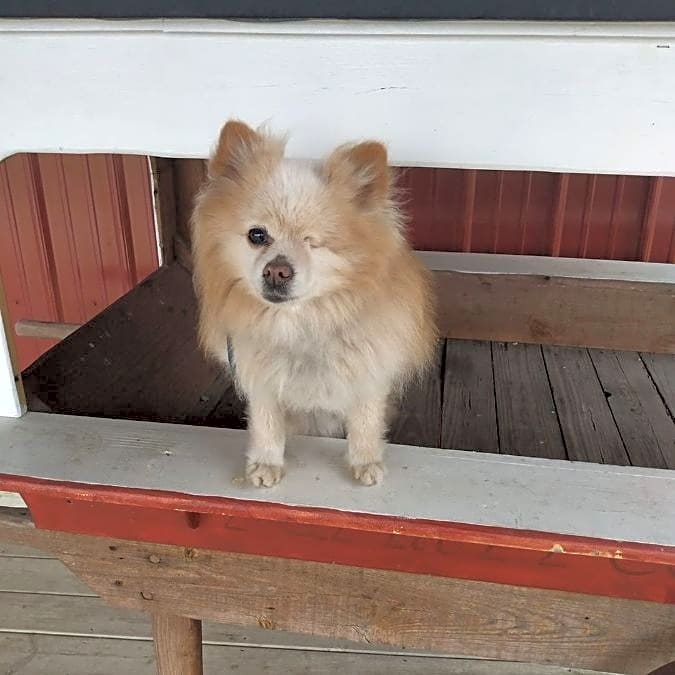 Photo of Buddy