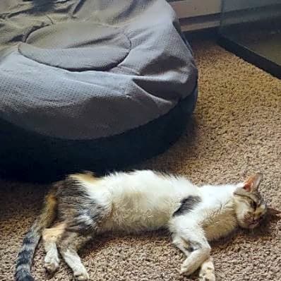 Photo of Houdini