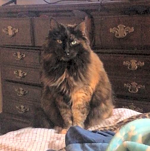 Photo of Patches