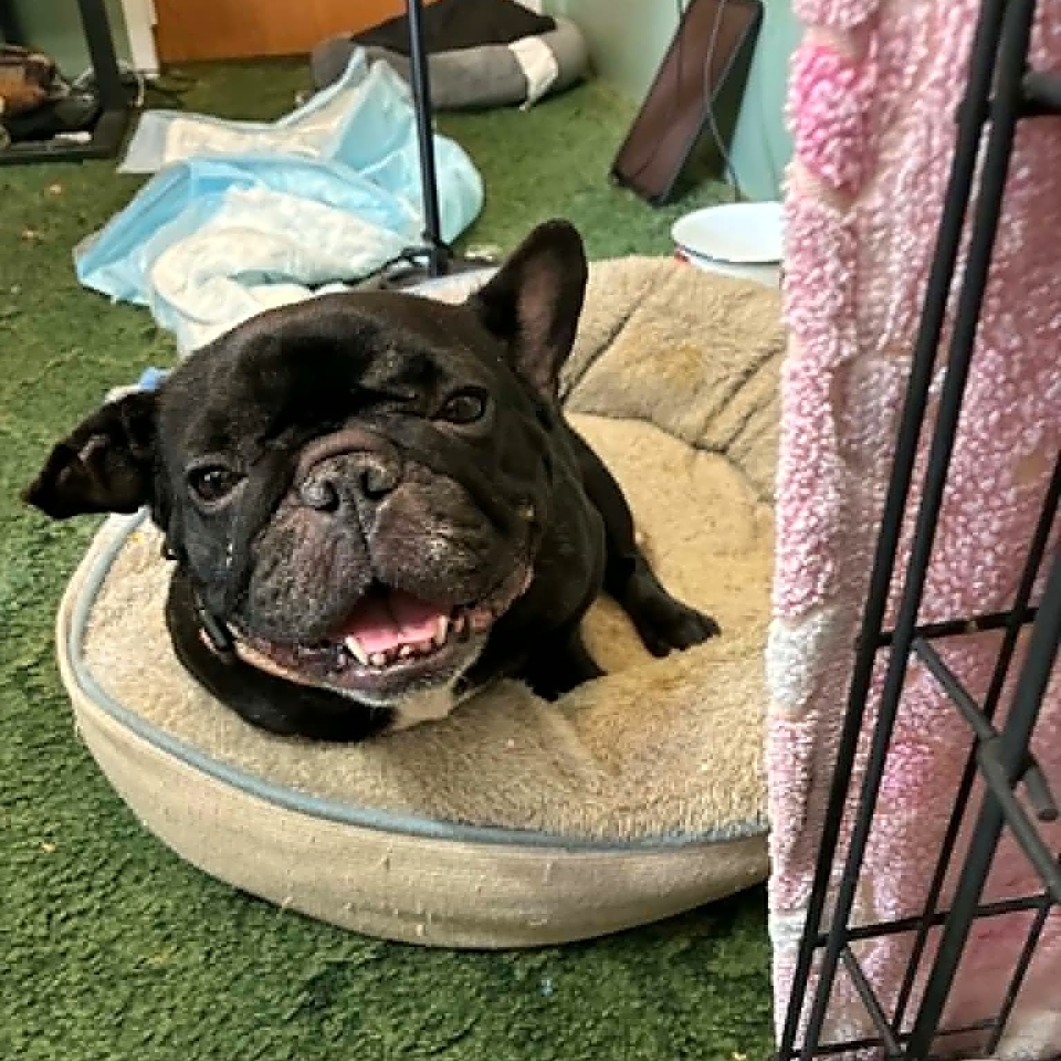 Photo of Lulu