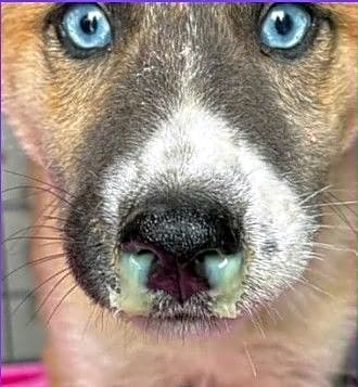 Photo of 4 Parvo Puppies