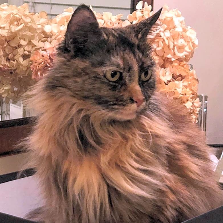 Photo of Allie