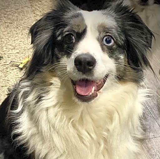 Photo of Sadie