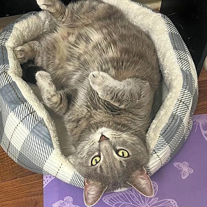 Photo of Teddy