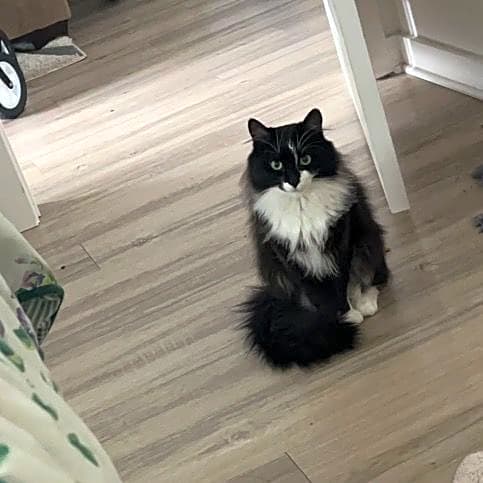 Photo of Tux hampton