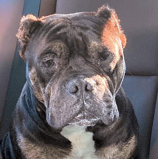 Photo of Bear
