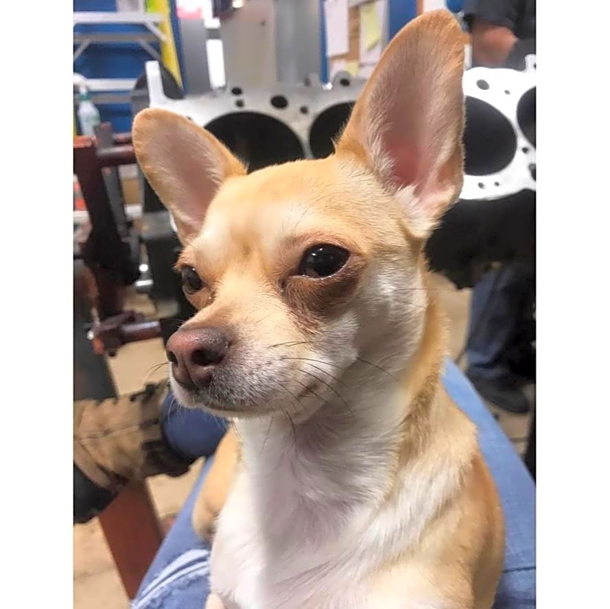 Photo of Nila Bean