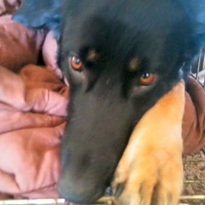Photo of Capone