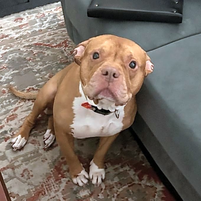 Photo of Rex