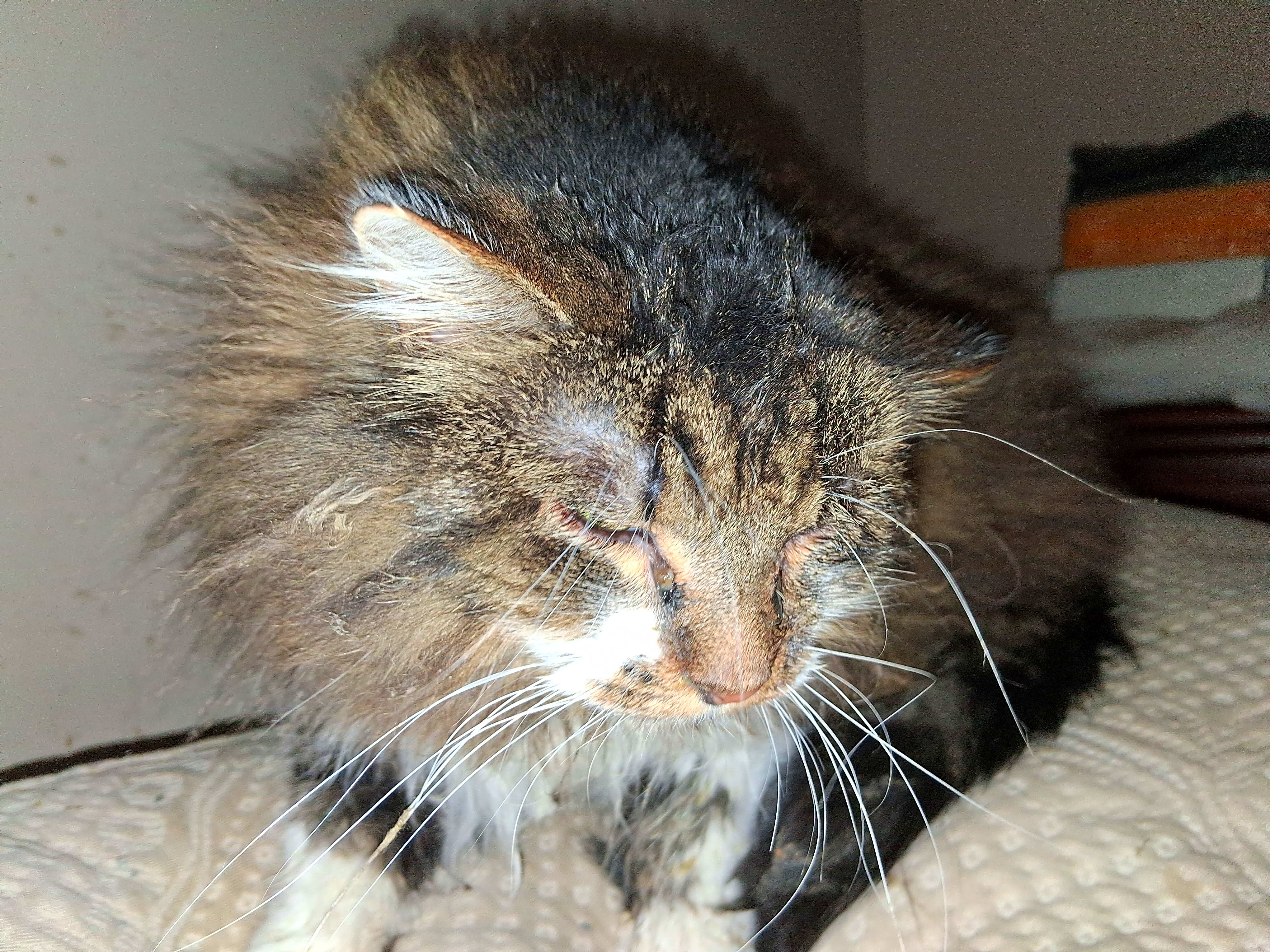 Photo of Prissy