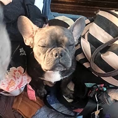 Photo of Bella