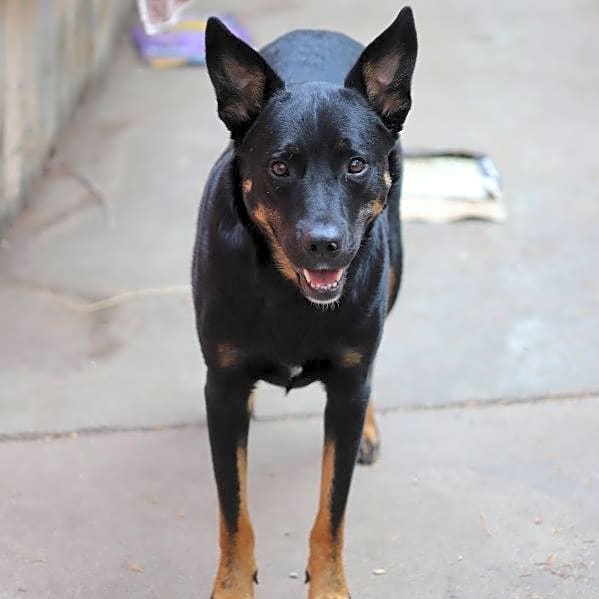 Photo of Bear