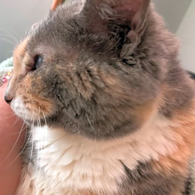 Photo of Lucky