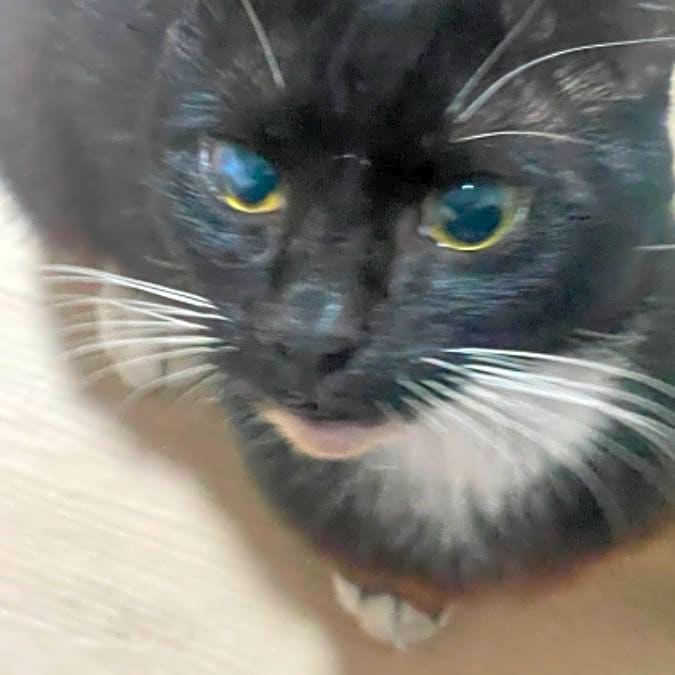 Photo of Clover