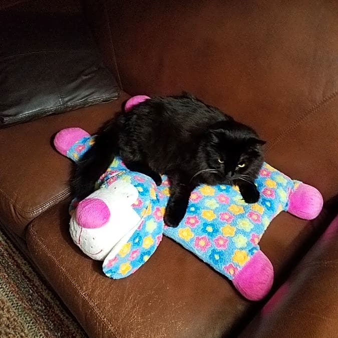 Photo of Lil Lil Kitten
