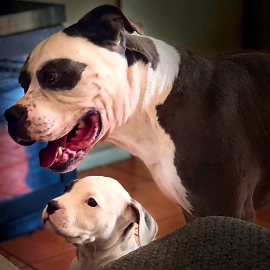 Photo of Jax