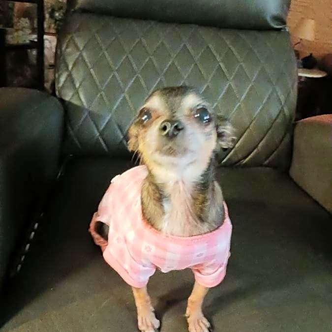 Photo of chiquita