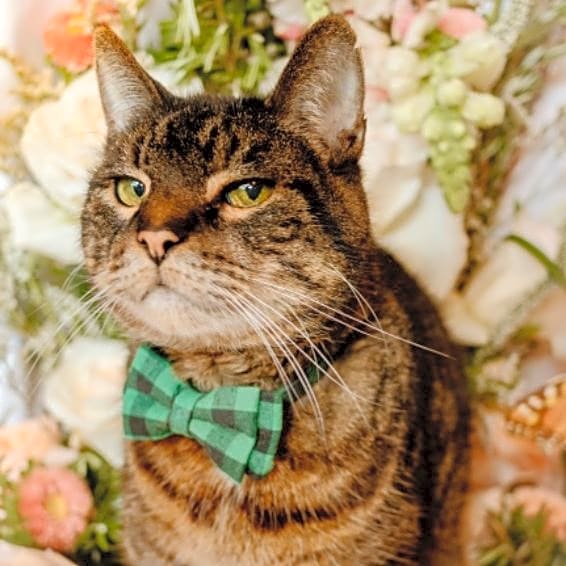 Photo of Atticus