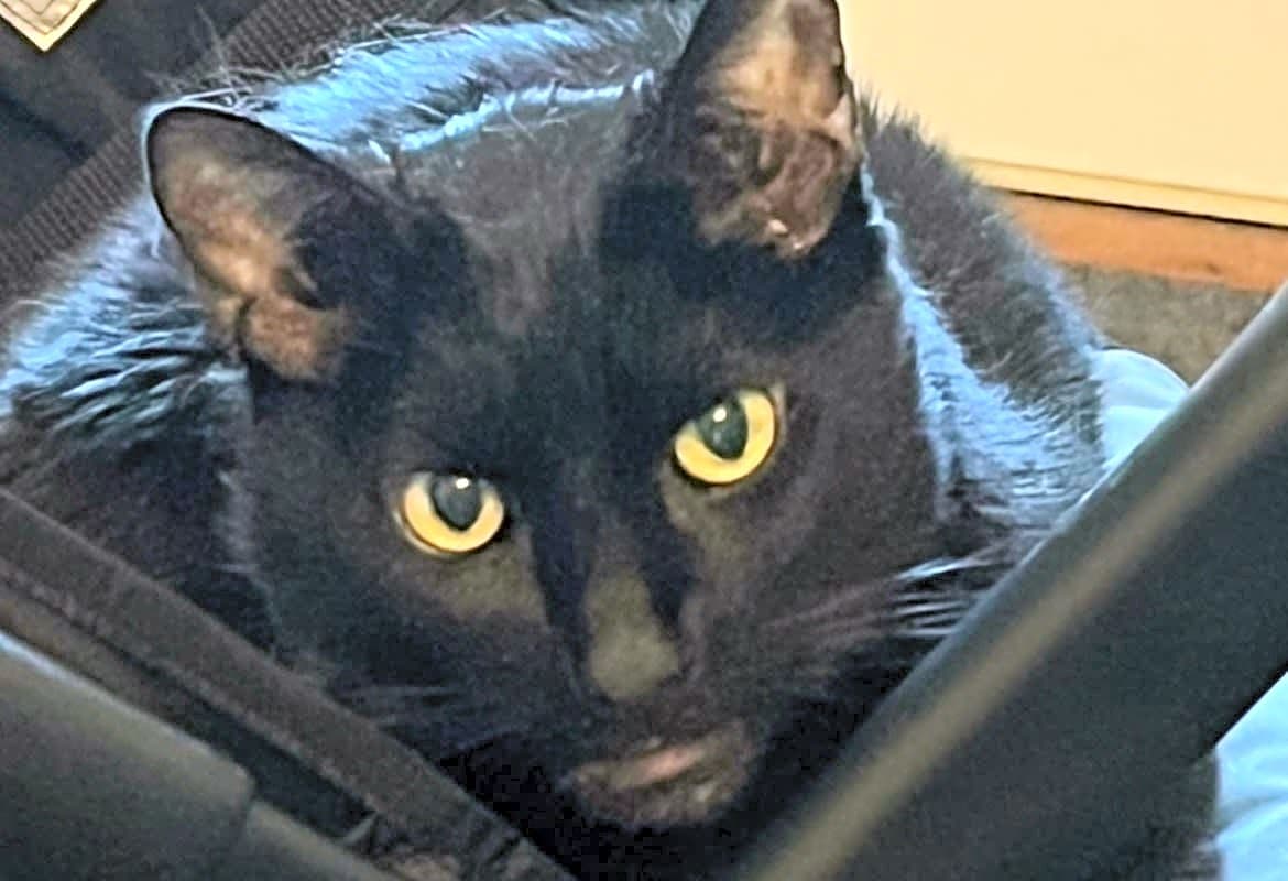 Photo of Shadow