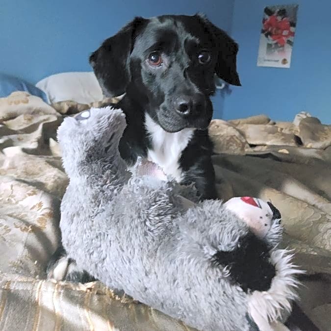 Photo of Rocky