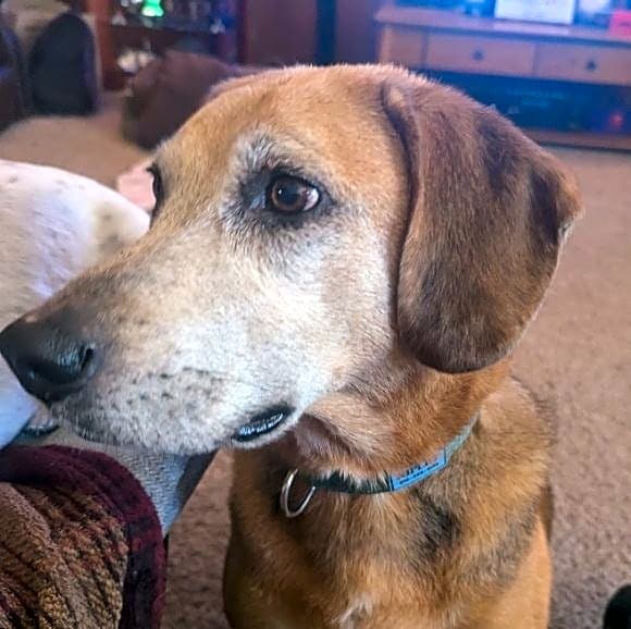 Photo of Ripley