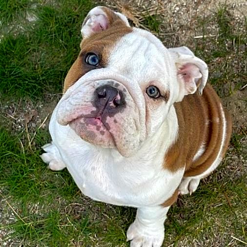Photo of Maple