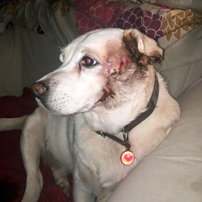 Photo of Lola