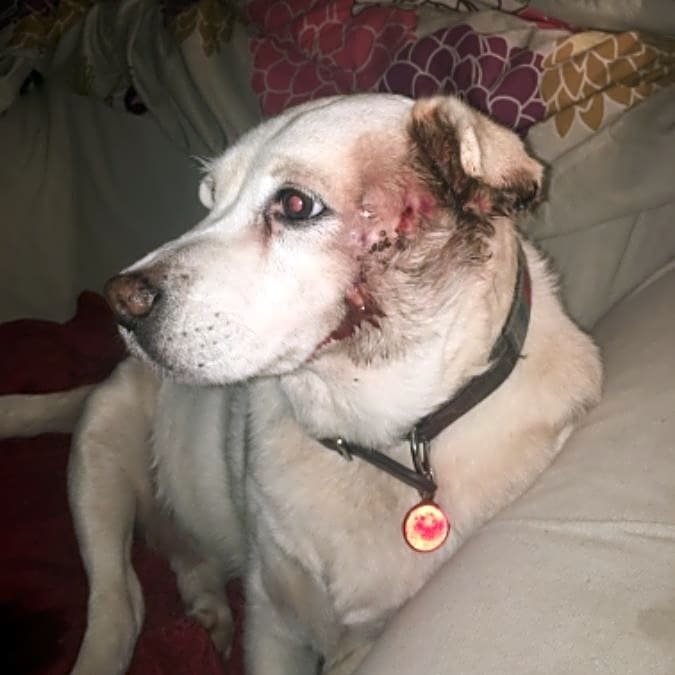 Photo of Lola