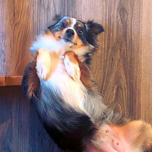 Photo of Pippi