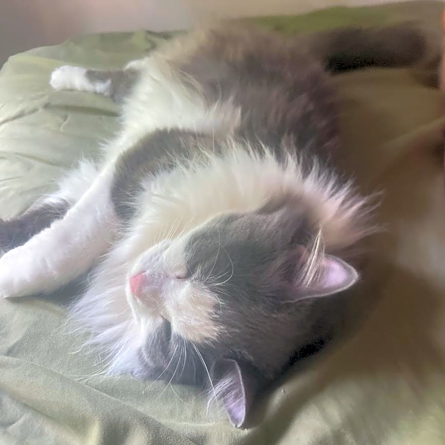 Photo of Kibby