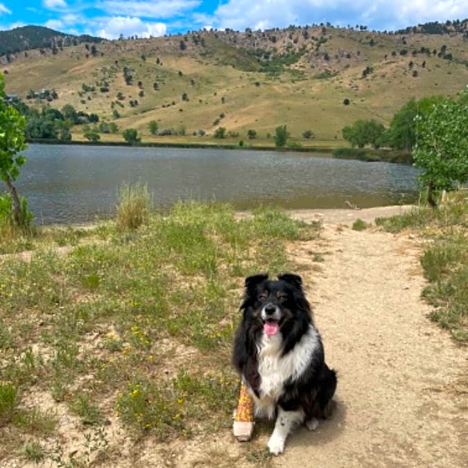 Photo of Koda