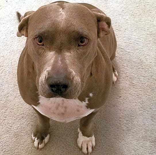 Photo of Rosie
