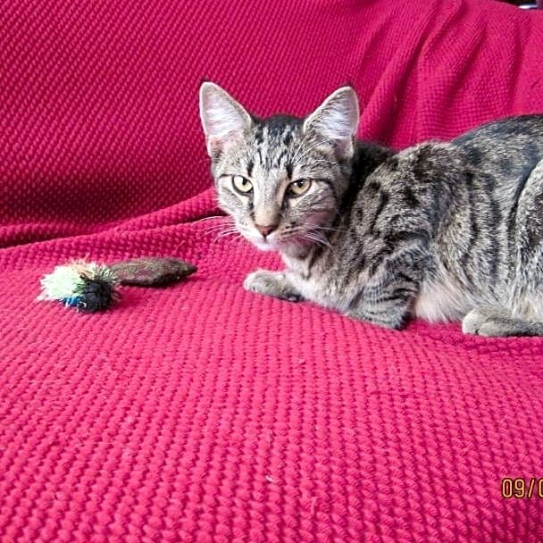 Photo of Tiny Tim (T.T.)