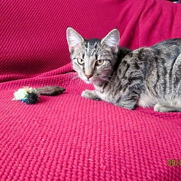 Photo of Tiny Tim (T.T.)