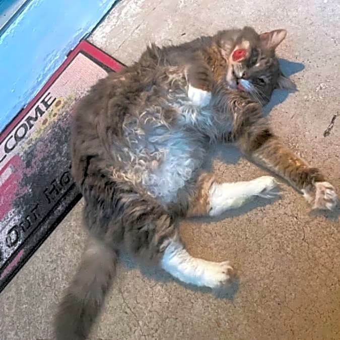 Photo of Luna