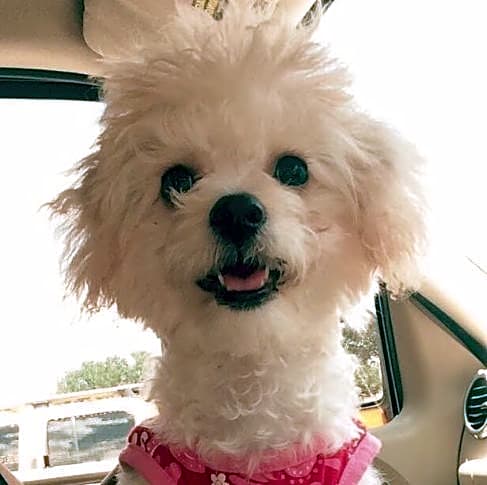 Photo of Honey