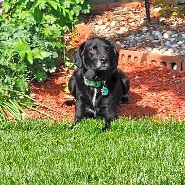 Photo of Rizzo