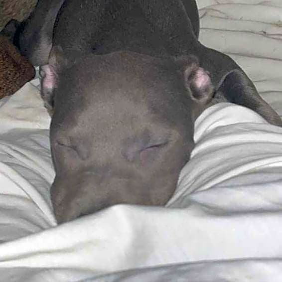Photo of Lil Bit