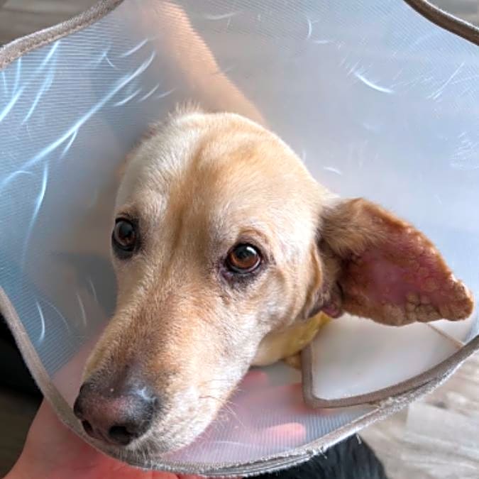Photo of Toby