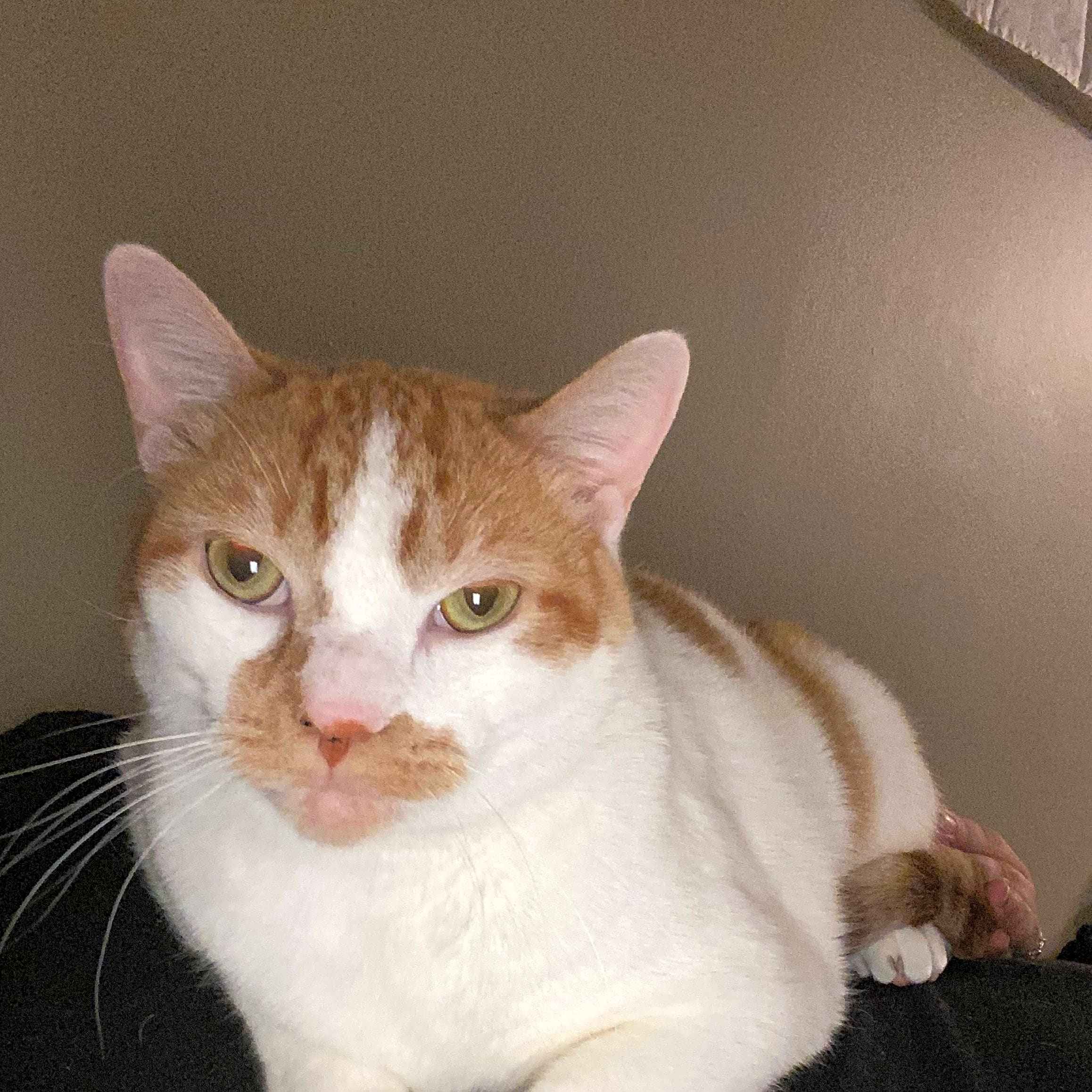 Photo of Henry