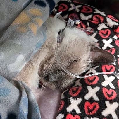 Photo of Oliver