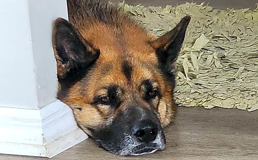Photo of Anubis