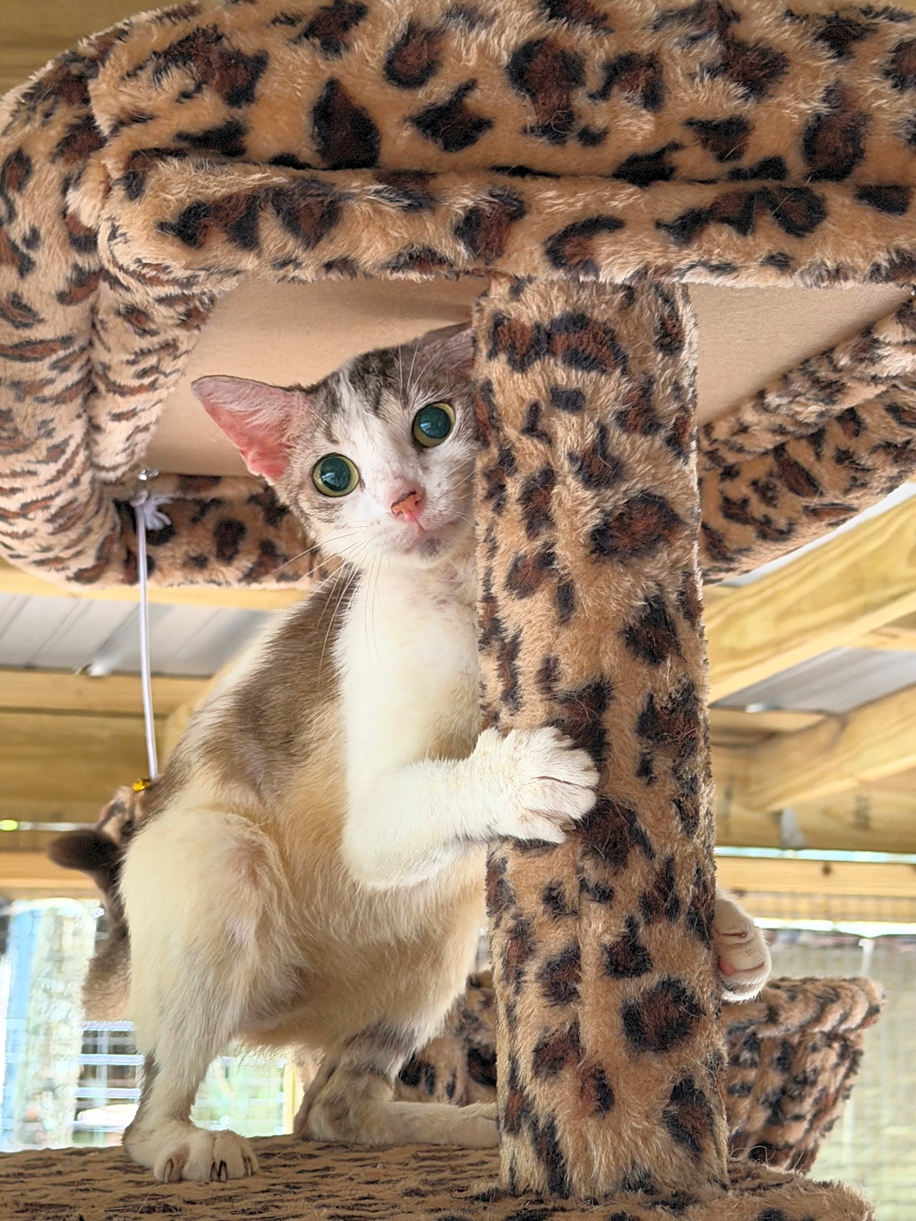 Photo of Sassy