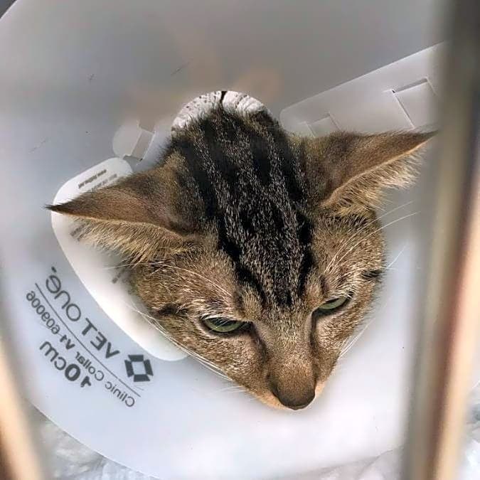 Photo of cateo