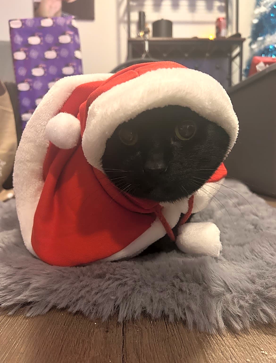 Photo of Midnight