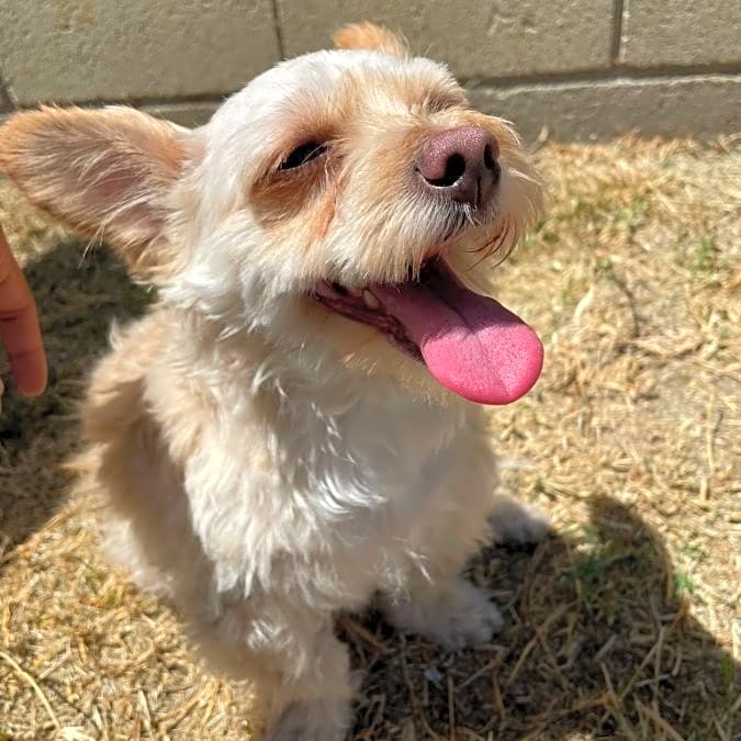 Photo of Whiskey